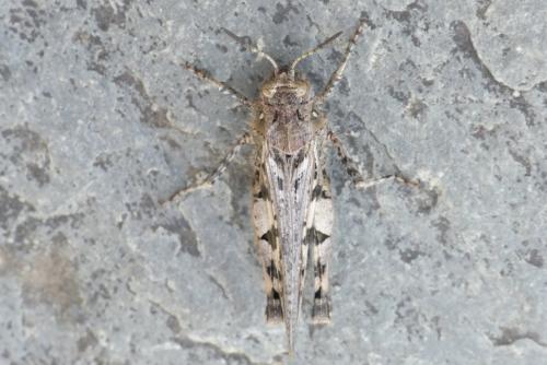 Réf. 289 559 : Acrotylus sp.